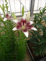 [5514 PO14 A02 00000 252A No01.JPG]